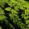 Moringa Seed 100 Pure Bag Packed - wholesale supplier | AgroFoods Global
