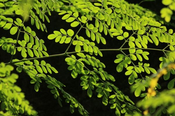 Moringa Seed 100 Pure Bag Packed - wholesale supplier | AgroFoods Global