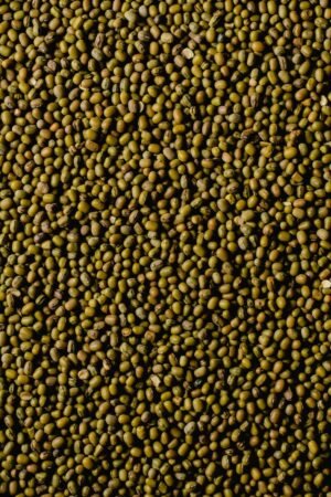 Bulk Supply Indian Green Mung for - wholesale supplier | AgroFoods Global