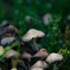 Risotto Porcino Mushrooms, 210g – Wholesale & Export UAE - wholesale supplier | AgroFoods Global