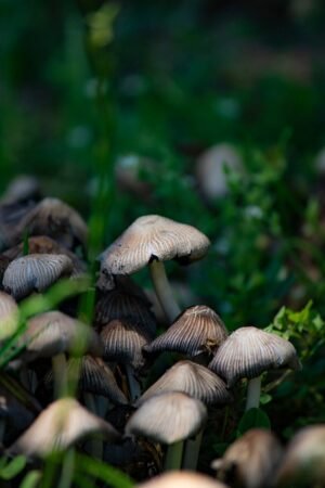 Risotto Porcino Mushrooms, 210g – Wholesale & Export UAE - wholesale supplier | AgroFoods Global