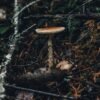 Baby Cremini Mushrooms UAE – Fresh Baby Bella Mushrooms Wholesale Dubai - wholesale supplier | AgroFoods Global