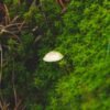Brown Shimeji Mushroom UAE – Fresh Brown Beech Mushrooms 150g Wholesale & Supplier Dubai - wholesale supplier | AgroFoods Global