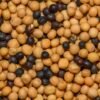 Wasabi Mustard Salmon Tostada - wholesale supplier | AgroFoods Global