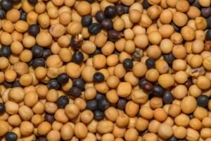 Wasabi Mustard Salmon Tostada - wholesale supplier | AgroFoods Global
