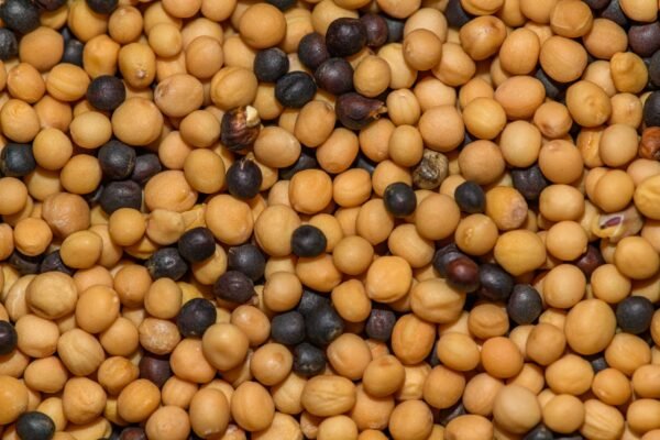 Wasabi Mustard Salmon Tostada - wholesale supplier | AgroFoods Global