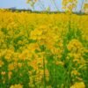 Mustard Seeds - wholesale supplier | AgroFoods Global