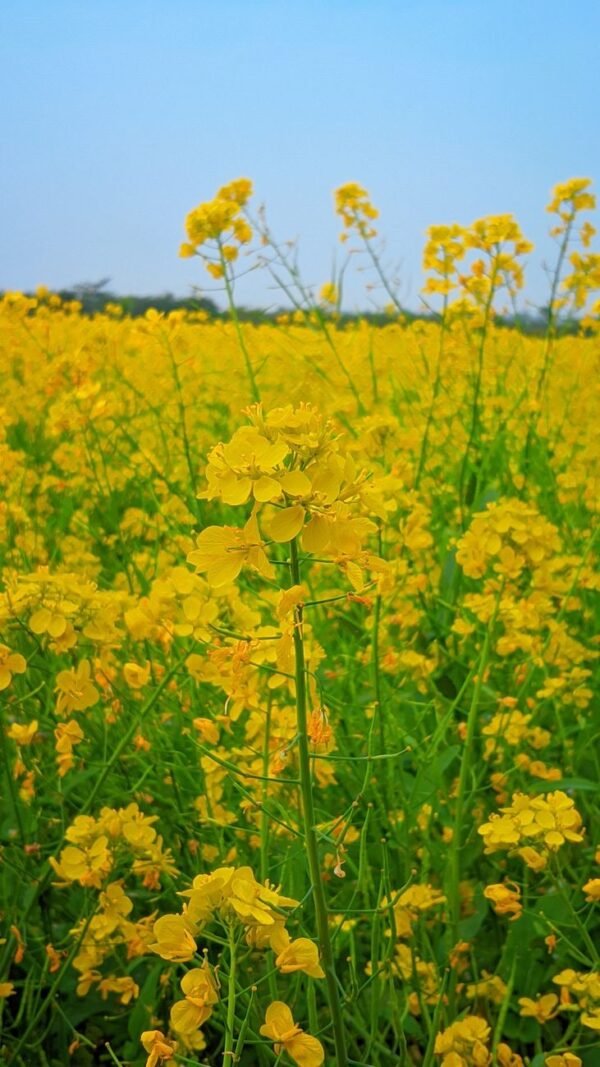 Mustard Seeds - wholesale supplier | AgroFoods Global