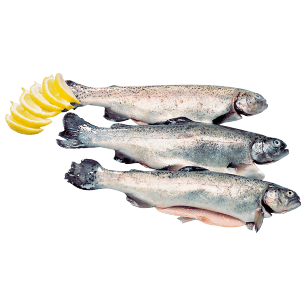 Neptun Forelle ausgenommen