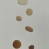 Concentrated 150 000u g Neutral Protease - wholesale supplier | AgroFoods Global