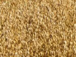 Meadows Organic Instant Oats 400g - wholesale supplier | AgroFoods Global