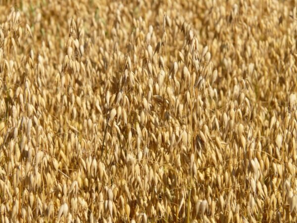 Oats — Bulk & Wholesale Supply Meadows Organic Instant Oats 400g - wholesale supplier | AgroFoods Global