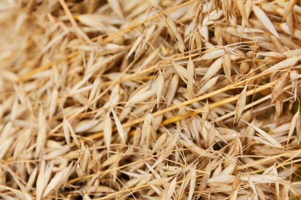 Oats — Bulk & Wholesale Supply Bob's Red Mill Gluten Free Steel Cut Oats Whole Grain Non-GMO 680g – Wholesale & Export UAE - wholesale supplier | AgroFoods Global