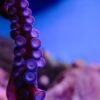 Sinocharm Premium Fully Cooked Frozen Octopus - wholesale supplier | AgroFoods Global