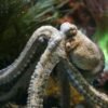 Octopus — Bulk & Wholesale Supply