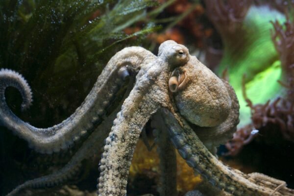 Octopus — Bulk & Wholesale Supply