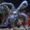Whole Mini Octopus Cleaned 1kg - wholesale supplier | AgroFoods Global