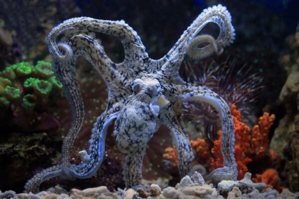 Whole Mini Octopus Cleaned 1kg - wholesale supplier | AgroFoods Global