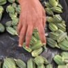 Okra India 1 kg - wholesale supplier | AgroFoods Global
