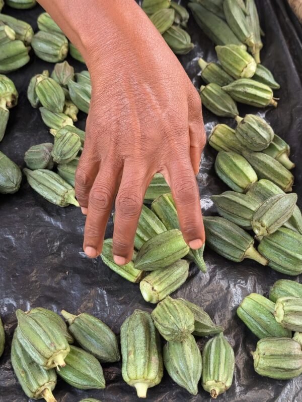 Okra India 1 kg - wholesale supplier | AgroFoods Global