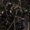 Olives — Bulk & Wholesale Supply Puck Olives Natural Cream Cheese Spread 200g UAE - wholesale supplier | AgroFoods Global
