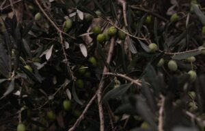 Puck Olives Natural Cream Cheese Spread 200g UAE - wholesale supplier | AgroFoods Global