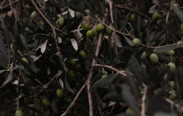 Olives — Bulk & Wholesale Supply Puck Olives Natural Cream Cheese Spread 200g UAE - wholesale supplier | AgroFoods Global