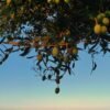 Olives — Bulk & Wholesale Supply Olives Green Extra Syrian With Oil UAE – Premium Syrian Olives Wholesale & Bulk Supply - wholesale supplier | AgroFoods Global