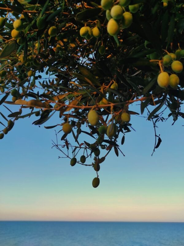 Olives — Bulk & Wholesale Supply Olives Green Extra Syrian With Oil UAE – Premium Syrian Olives Wholesale & Bulk Supply - wholesale supplier | AgroFoods Global