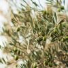 Olives — Bulk & Wholesale Supply Figaro Sliced Black Olives, 450g – Wholesale & Export UAE - wholesale supplier | AgroFoods Global