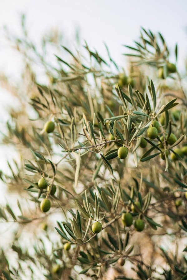 Olives — Bulk & Wholesale Supply Figaro Sliced Black Olives, 450g – Wholesale & Export UAE - wholesale supplier | AgroFoods Global