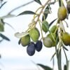 Fine Greek Kalamata Olives UAE – Premium Greek Olives Wholesale & Bulk Supply - wholesale supplier | AgroFoods Global