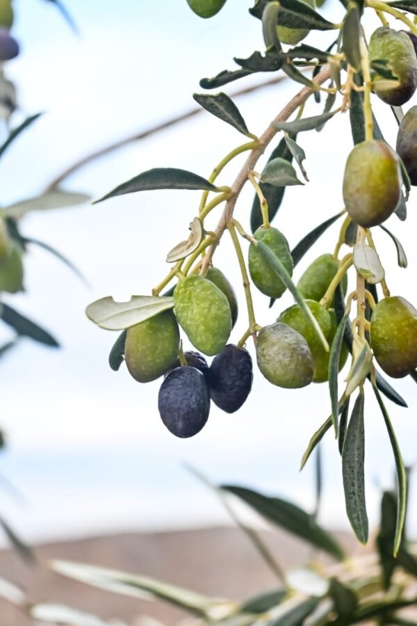 Fine Greek Kalamata Olives UAE – Premium Greek Olives Wholesale & Bulk Supply - wholesale supplier | AgroFoods Global