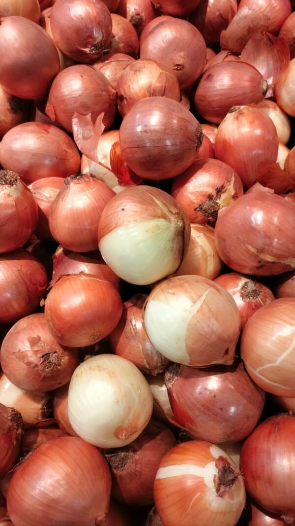 Premium Spring Onion 200g UAE – Fresh Spring Onions Wholesale & Supplier Dubai - wholesale supplier | AgroFoods Global