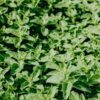 Food Indian Oregano Leaves 100 Pure - wholesale supplier | AgroFoods Global
