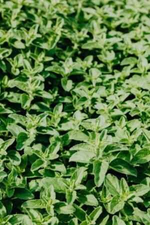 Food Indian Oregano Leaves 100 Pure - wholesale supplier | AgroFoods Global