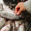IVP Vaccum Pack Tilapia Fillet Oreochromis - wholesale supplier | AgroFoods Global