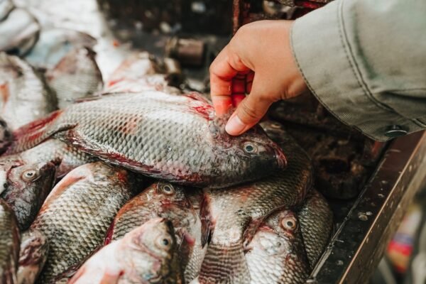 IVP Vaccum Pack Tilapia Fillet Oreochromis - wholesale supplier | AgroFoods Global