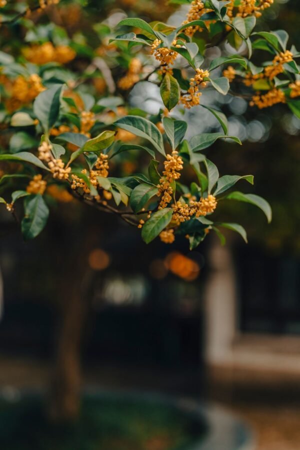 Osmanthus — Bulk & Wholesale Supply Organic Osmanthus Black Tea Bulk Wholesale - wholesale supplier | AgroFoods Global