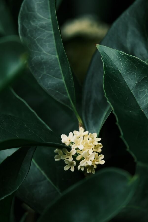 Osmanthus — Bulk & Wholesale Supply High Quality Osmanthus Oolong Tea No - wholesale supplier | AgroFoods Global
