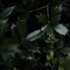 Osmanthus — Bulk & Wholesale Supply Taiwan Osmanthus Oolong Tea High Mountain - wholesale supplier | AgroFoods Global