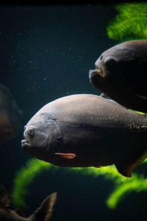 China Origin Frozen Fish Golden Pacu - wholesale supplier | AgroFoods Global
