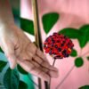 Panax Ginseng - wholesale supplier | AgroFoods Global