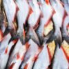 Pangasius — Bulk & Wholesale Supply Frozen Pangasius Fillet Premium Quality Fish - wholesale supplier | AgroFoods Global