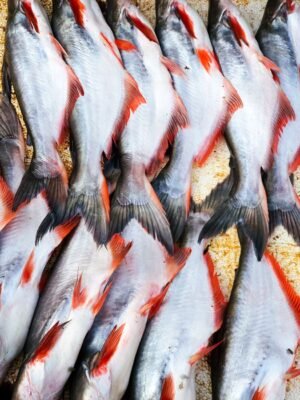 Frozen Pangasius Fillet Premium Quality Fish - wholesale supplier | AgroFoods Global