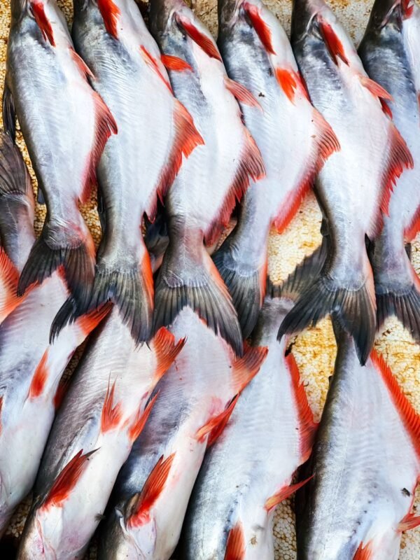 Pangasius — Bulk & Wholesale Supply Frozen Pangasius Fillet Premium Quality Fish - wholesale supplier | AgroFoods Global