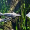 Frozen Pangasius HGT Pangasius Hypophthalmus Whole - wholesale supplier | AgroFoods Global