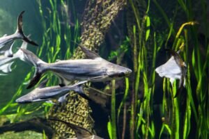 Frozen Pangasius HGT Pangasius Hypophthalmus Whole - wholesale supplier | AgroFoods Global