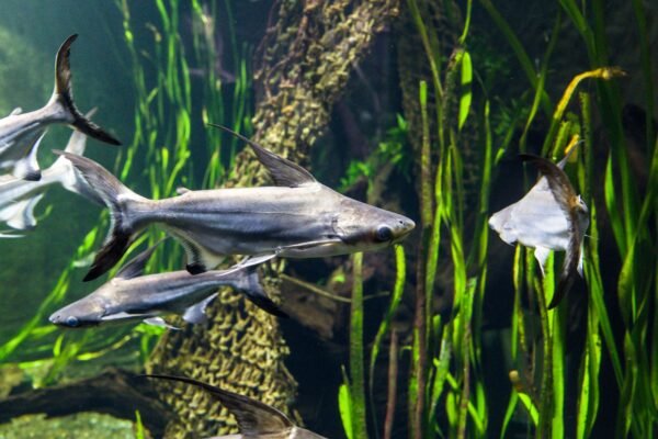 Frozen Pangasius HGT Pangasius Hypophthalmus Whole - wholesale supplier | AgroFoods Global