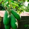 Green Papaya UAE – Fresh Unripe Papaya Dubai Online - wholesale supplier | AgroFoods Global